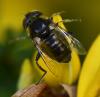 Eristalinus sepulchralis